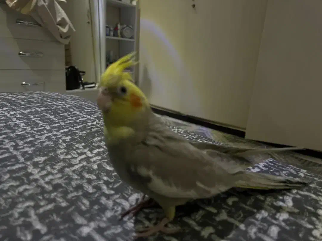 عروس هلندی|پرنده|تهران, امیریه|دیوار