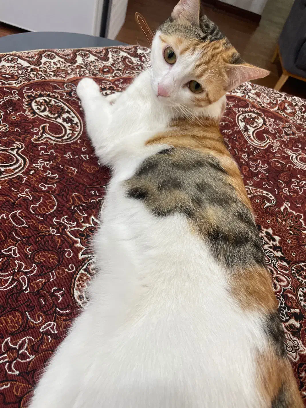 واگذاری رایگان گربه کالیکو ماده|گربه|صدرا-فارس, فاز ۱|دیوار