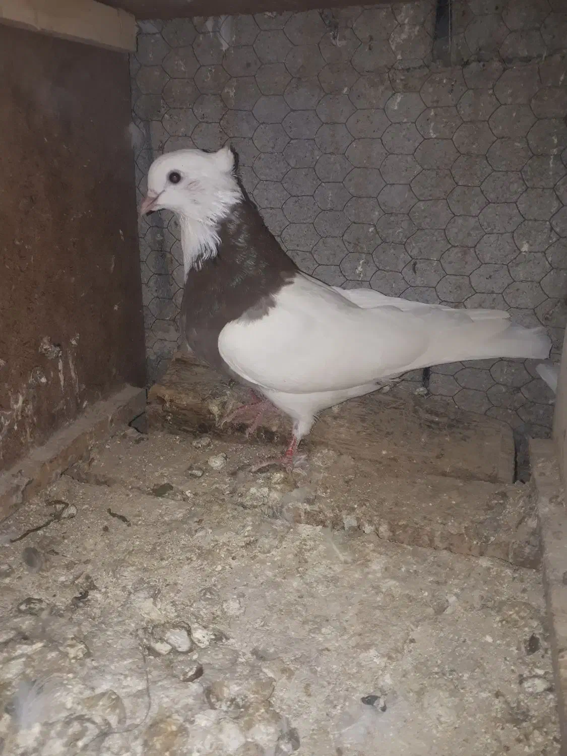 طوقی ۳عدد|حیوانات|بجنورد, |دیوار