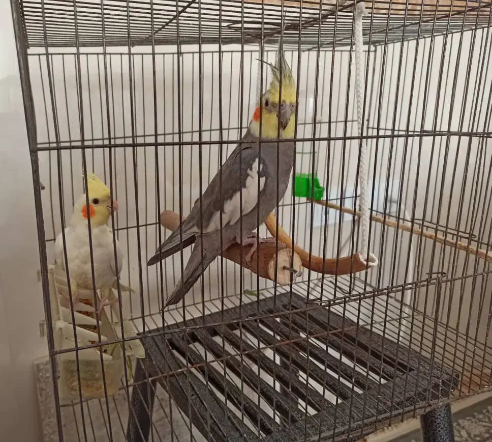 عروس هلندی نر و ماده|پرنده|کامیاران, |دیوار