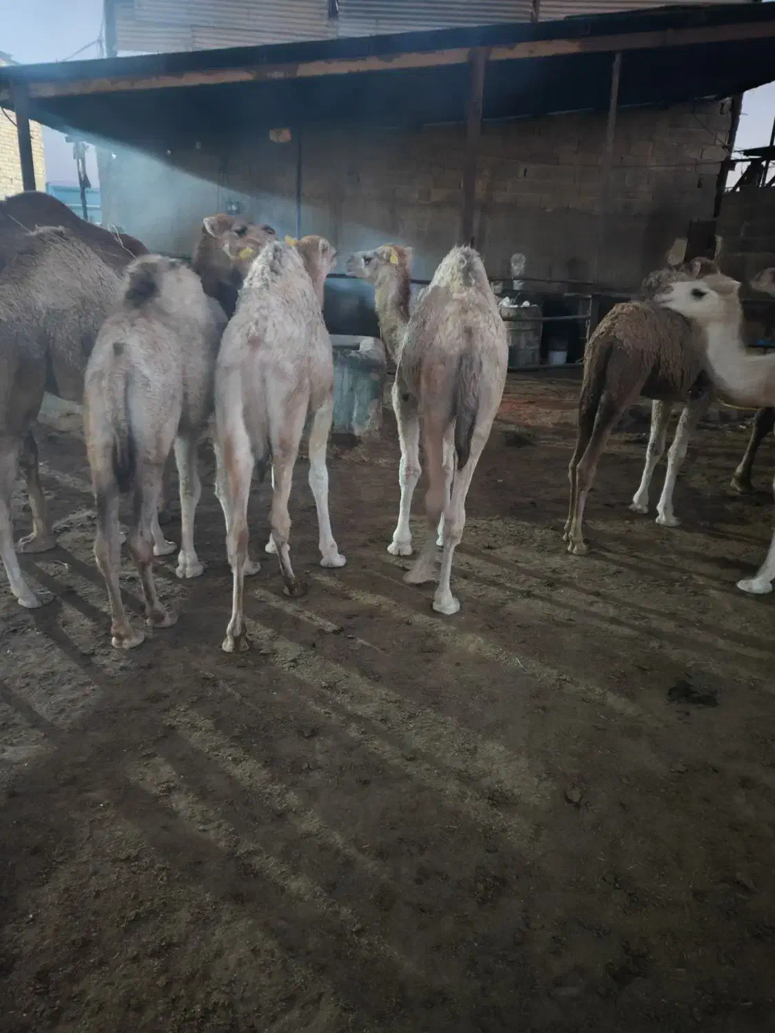 فروش انواع شتر شیری کشتاری علی آباد ارسال داریم|حیوانات مزرعه|شیراز, علی آباد|دیوار