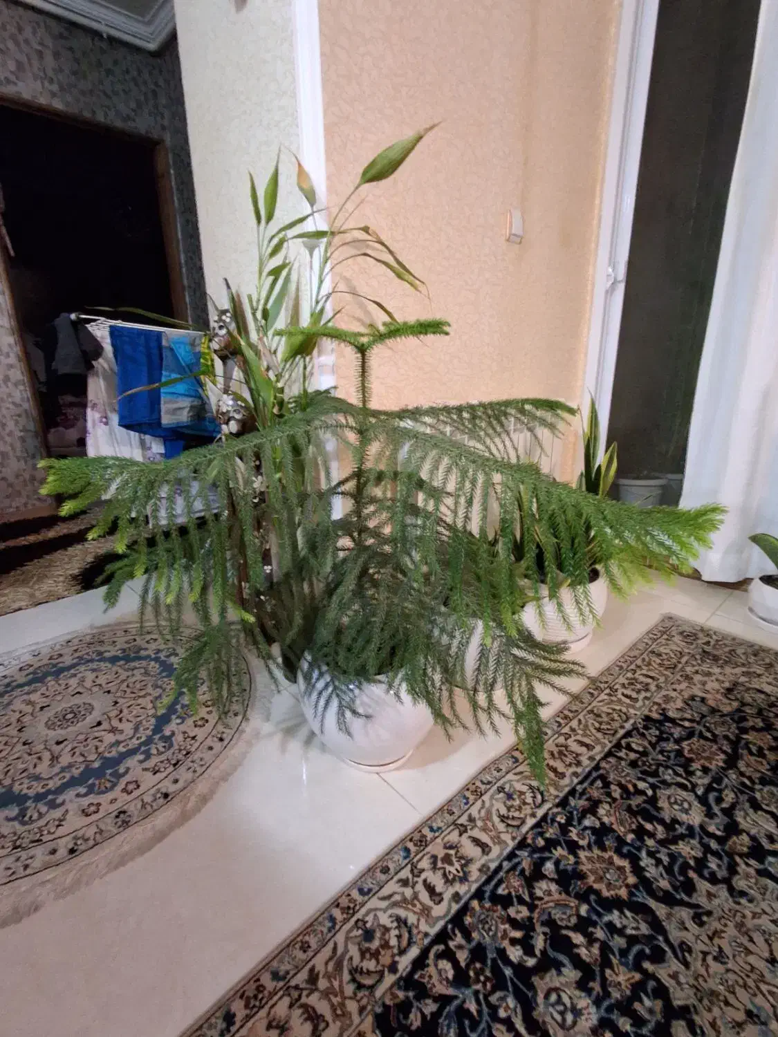 کاج مطبق ۳ ساله ۴طبقه همراه با گلدان سرامیکی|گل و گیاه طبیعی|رشت, جهاد|دیوار