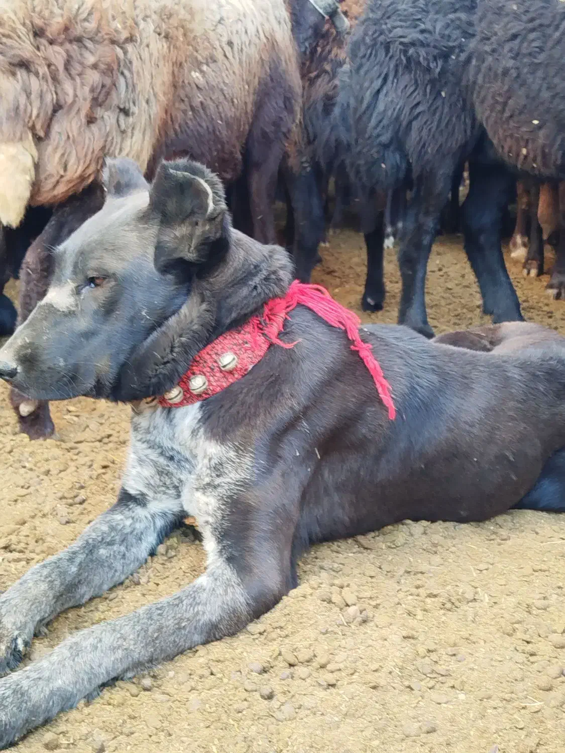 توله لاس|سگ|چادگان, |دیوار