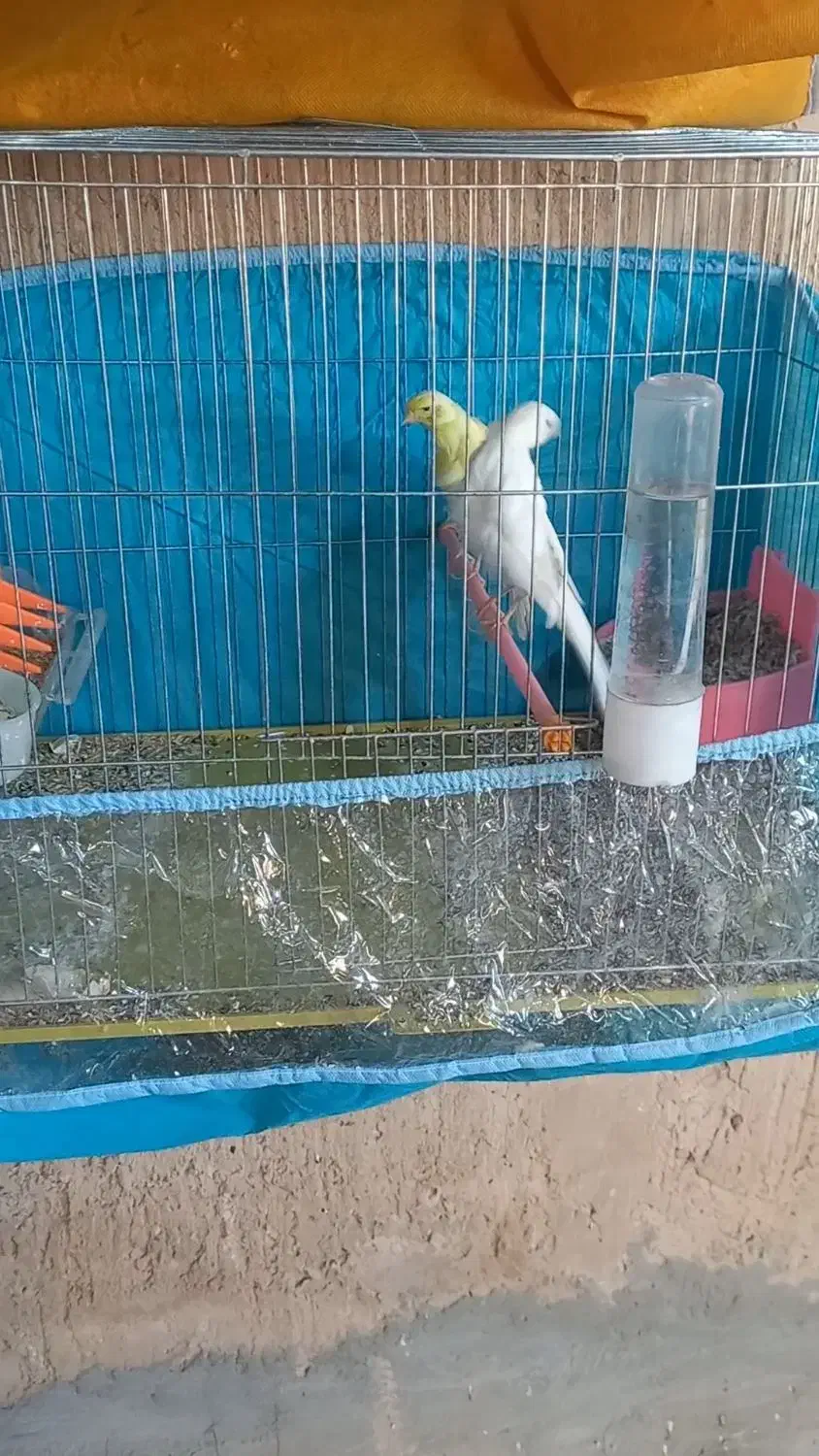 قناری|پرنده|فسا, |دیوار