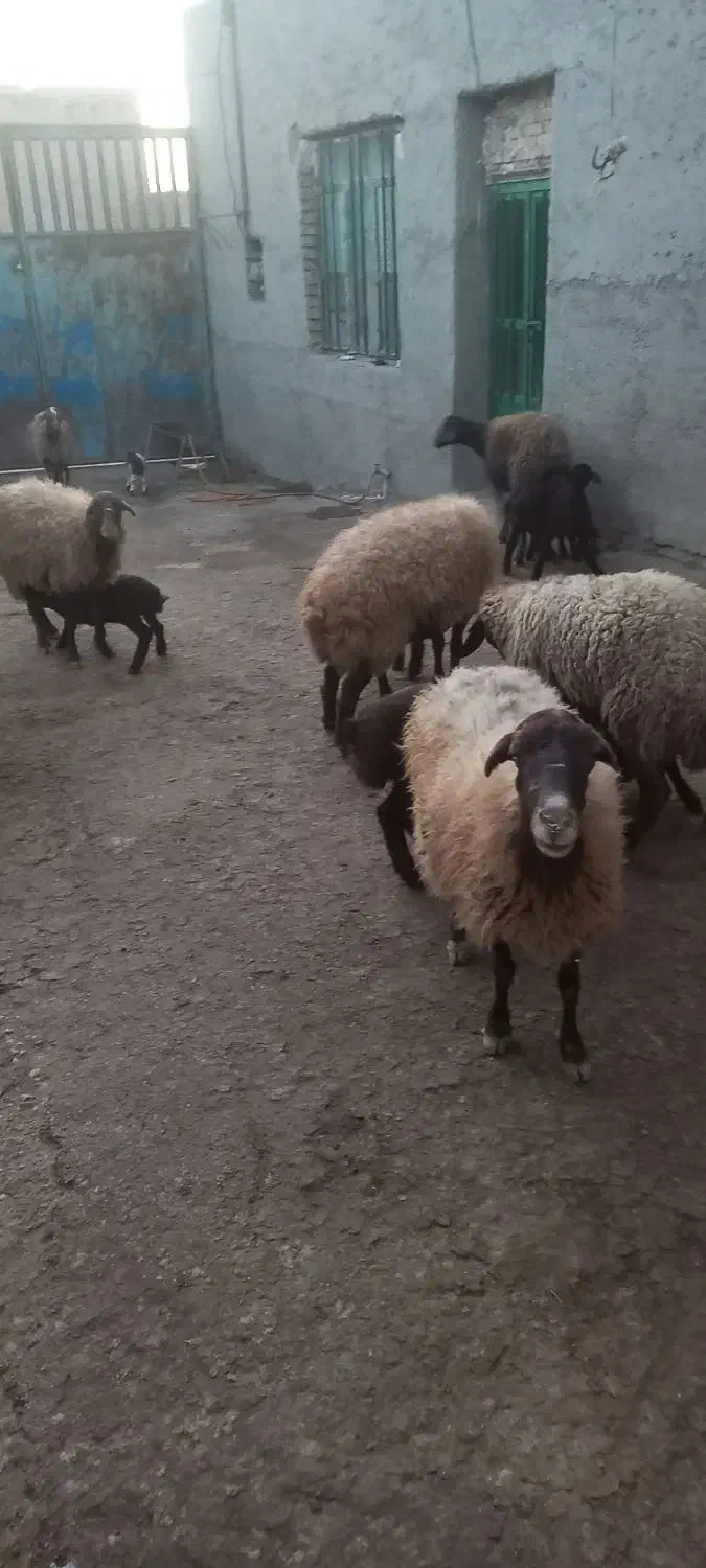 میش و بره .|حیوانات مزرعه|گل تپه, |دیوار