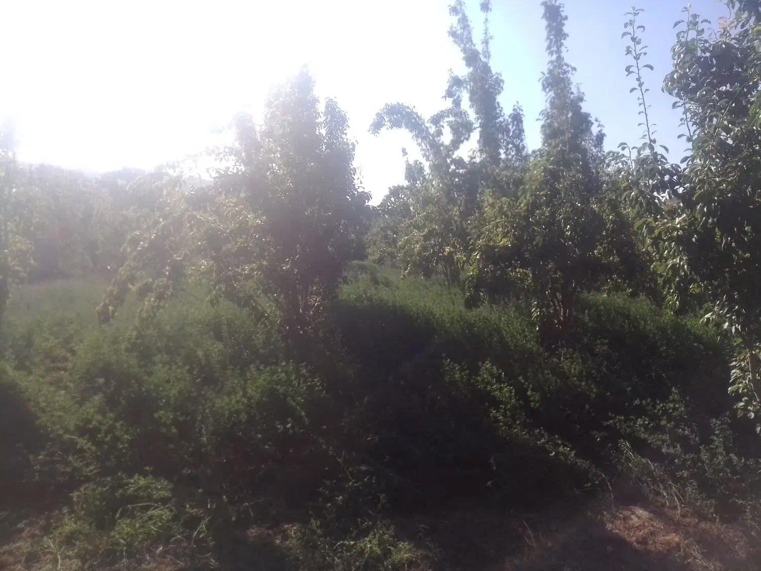 باغ فروشی|فروش دفتر صنعتی، کشاورزی، تجاری|مشهد, کارده|دیوار