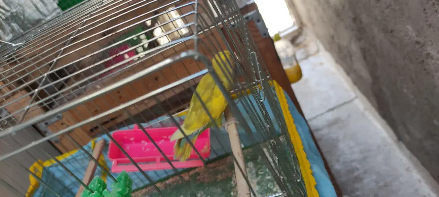 طوطی برزیلی|پرنده|الوند, |دیوار