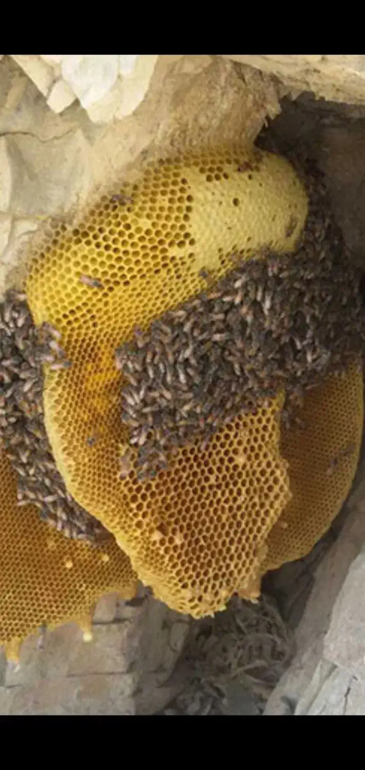 عسل کوهی خالص|خوردنی و آشامیدنی|اهر, |دیوار