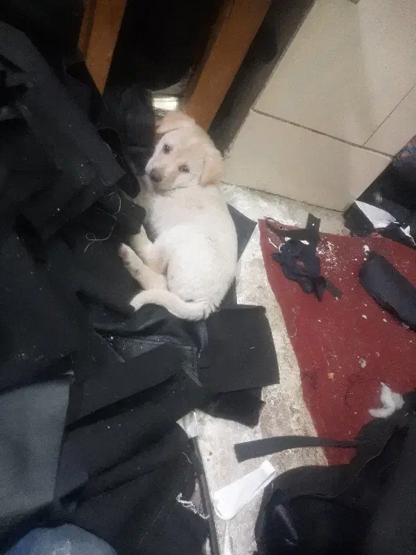 سگ سراب واگذاری|سگ|بهارستان, |دیوار