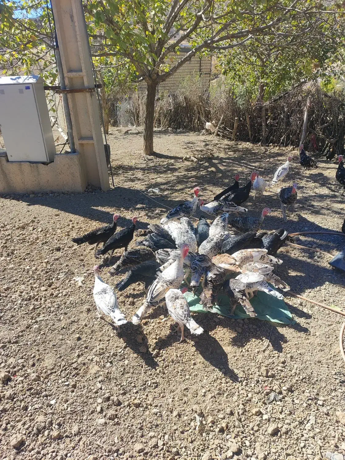 بوقلمون نورآباد|حیوانات مزرعه|نورآباد, |دیوار