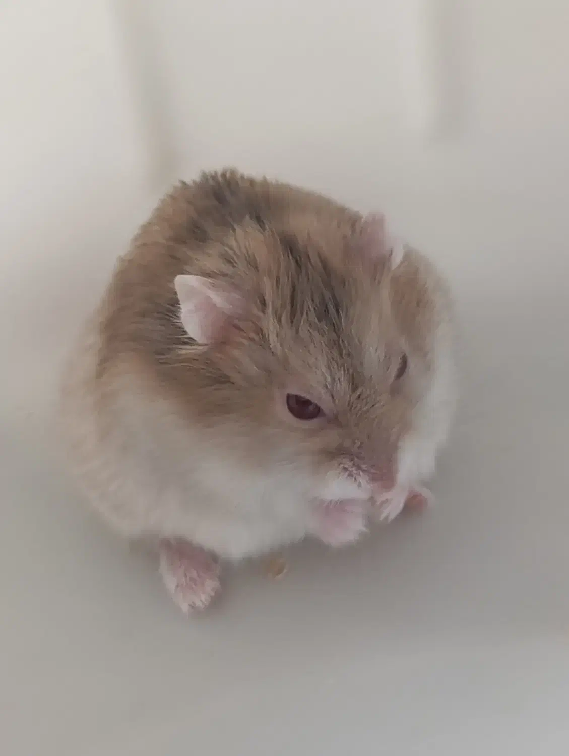 فروش همستر کمپل|موش و خرگوش|محلات, |دیوار