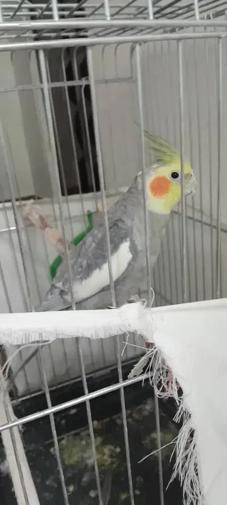 پرنده عروس هلندی|پرنده|بروجرد, |دیوار