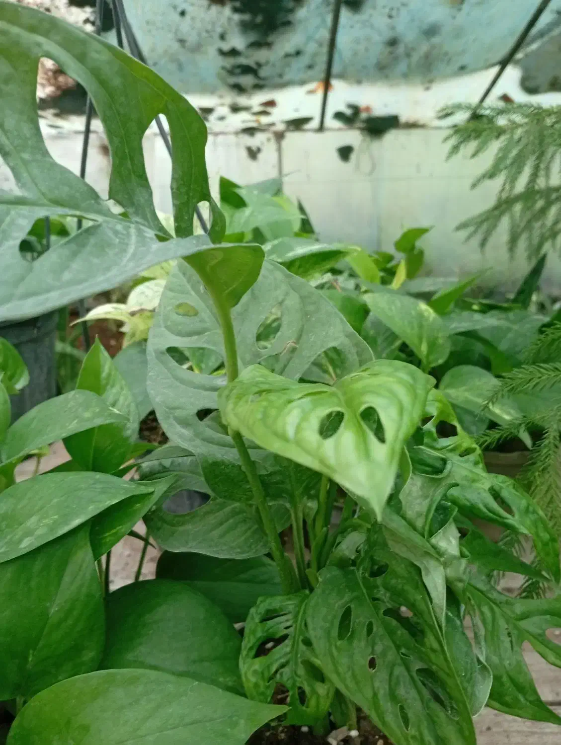 گل‌های آپارتمانی بدلیل جمع کردن گلخانه|گل و گیاه طبیعی|لاهیجان, جمهوری|دیوار