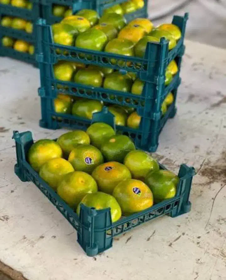 خرید و فروش حق العمل کاری|عمده‌فروشی|تهران, میدان میوه و تره‌بار مرکزی|دیوار