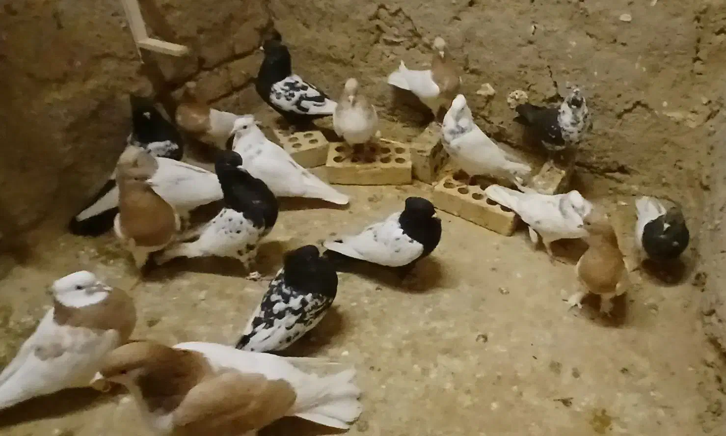 کله سینه|پرنده|آبکوه, |دیوار