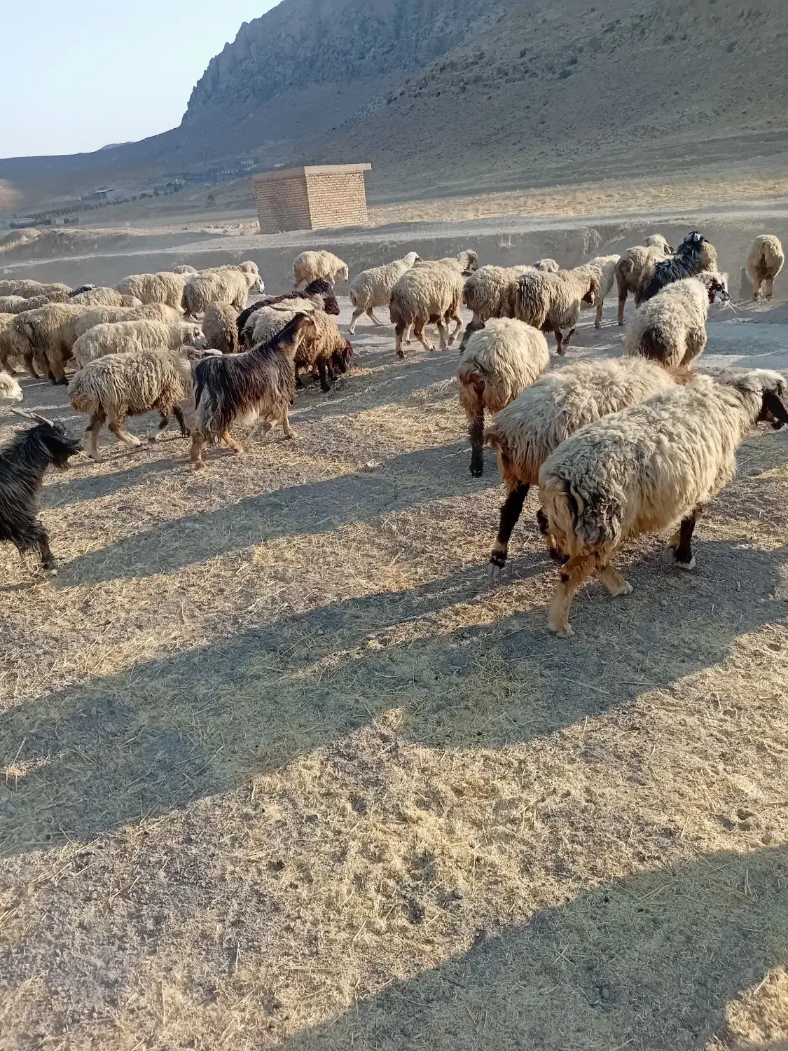 بره|حیوانات مزرعه|مرودشت, رامجرد یک|دیوار