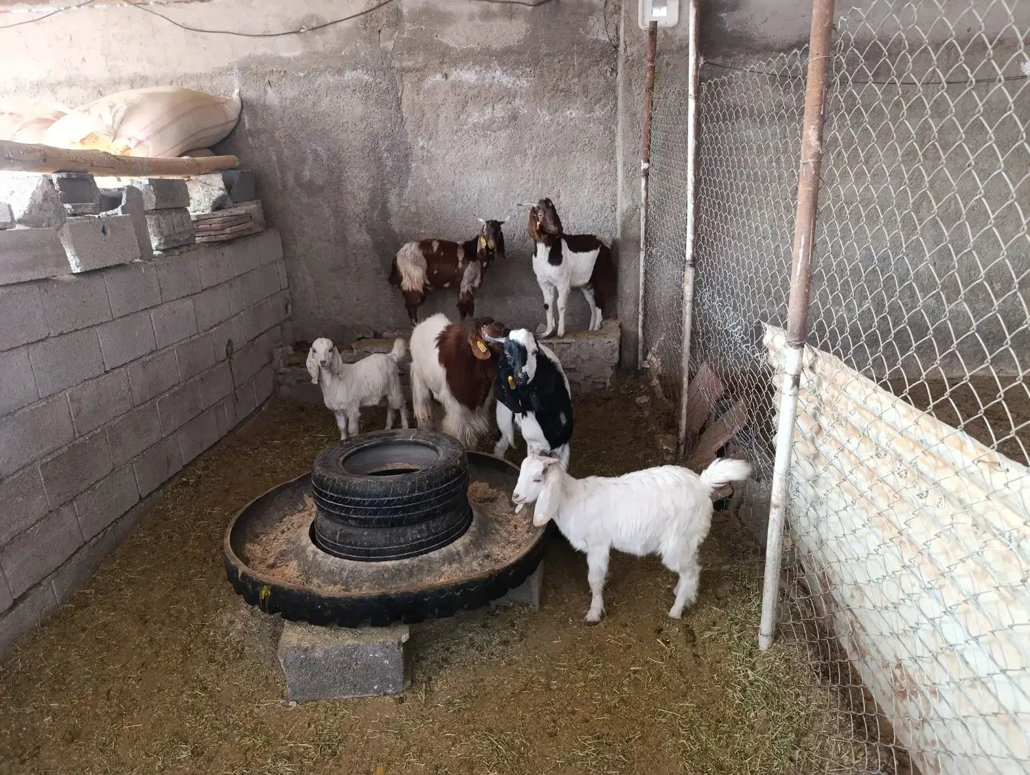 فروش دام|حیوانات مزرعه|قرچک, داوود آباد|دیوار