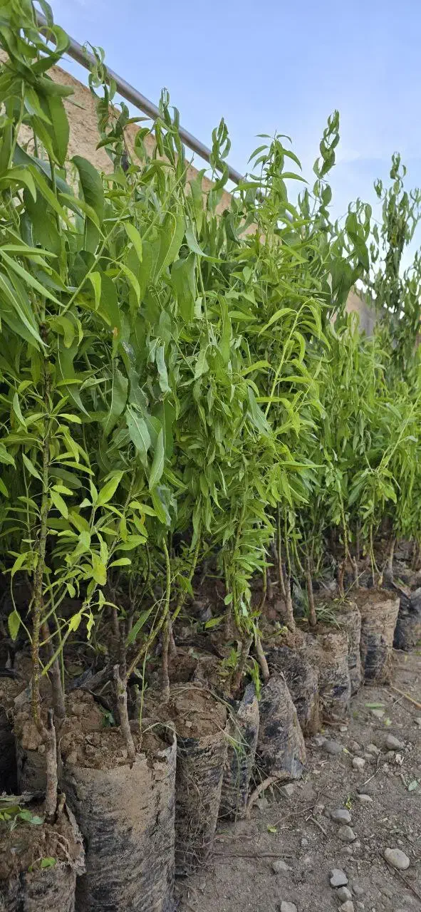 نهال بادام مقاوم،مناسب اقلیم‌های مختلف ایران|خدمات باغبانی و درختکاری|قزوین, |دیوار