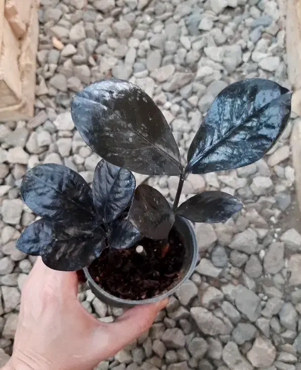 زاموفیلیا سوپر بلک قیمت فقط 80 و 60 هزار تومان|گل و گیاه طبیعی|نیشابور, شهرک قدس|دیوار