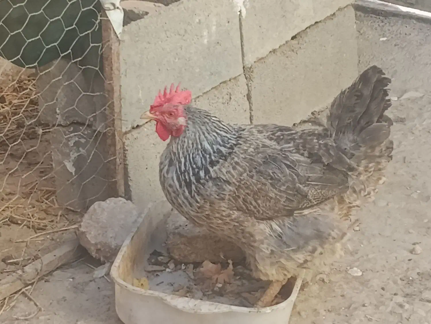 مرغ|حیوانات مزرعه|بجنورد, |دیوار