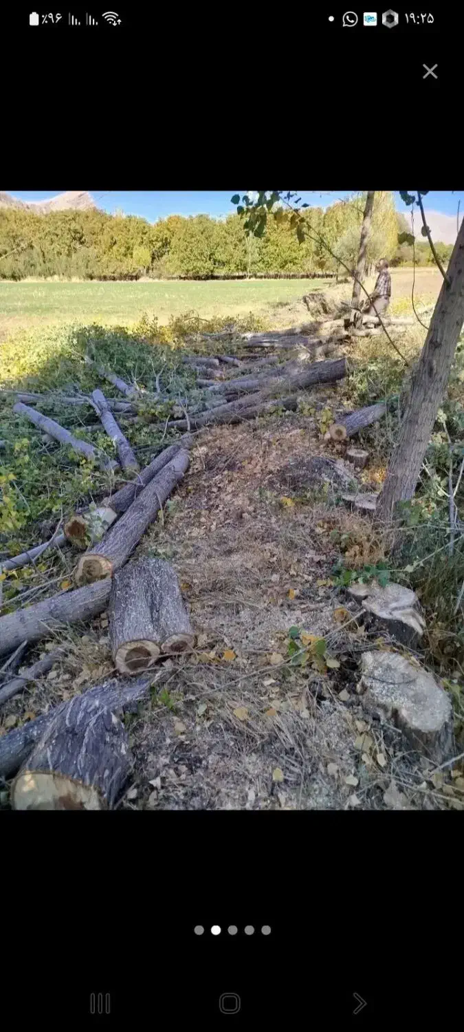 خرید و برش چوب تیلر زدن|خدمات باغبانی و درختکاری|دورود, |دیوار