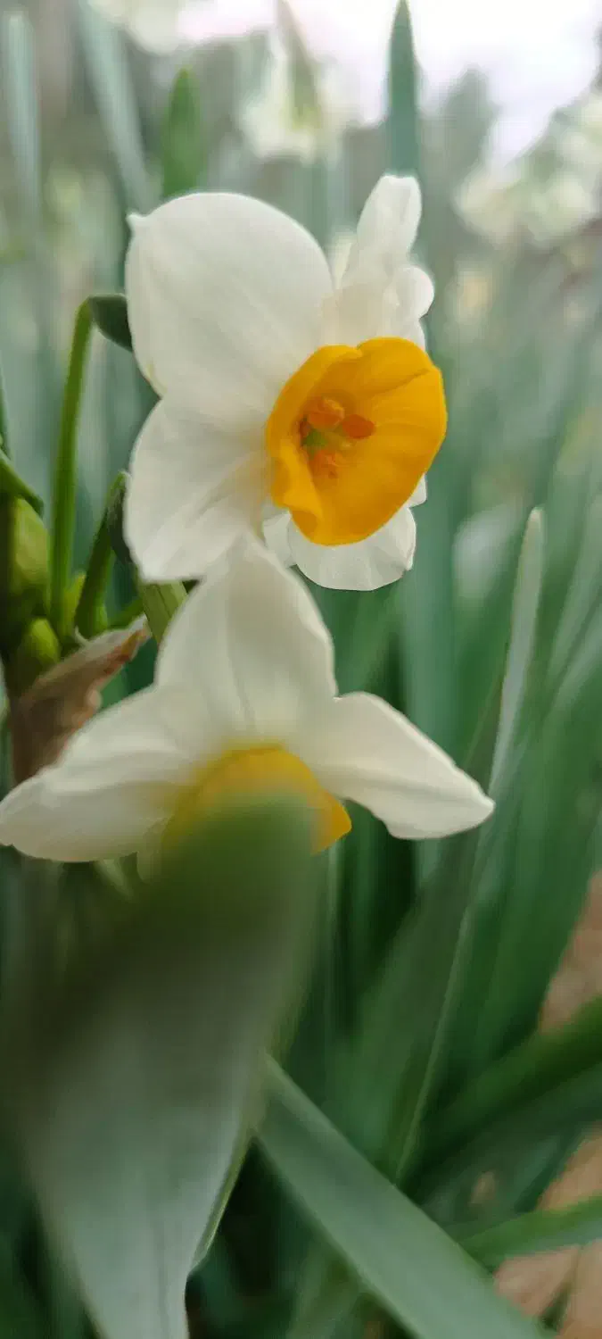 فروش گل نرگس ششپر شهلا وپیاز چه گل|گل و گیاه طبیعی|جره و بالاده, |دیوار