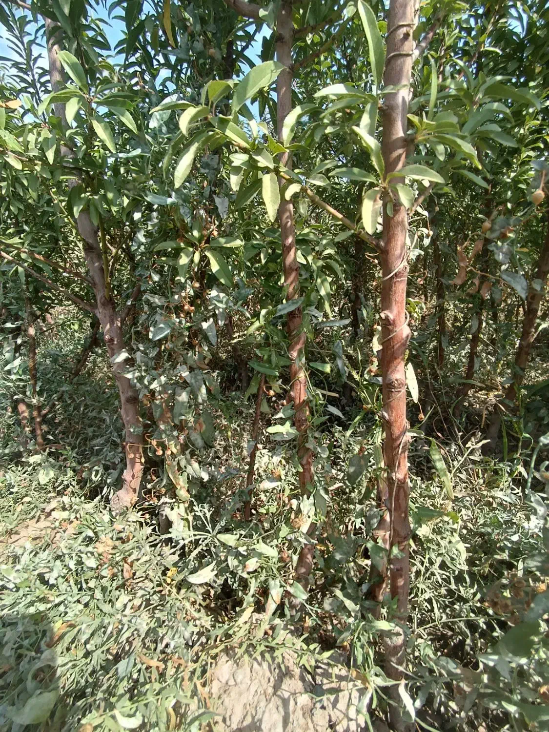 نهال بادام دو ساله سه ساله داش بادام|خدمات باغبانی و درختکاری|خسروشاه, |دیوار