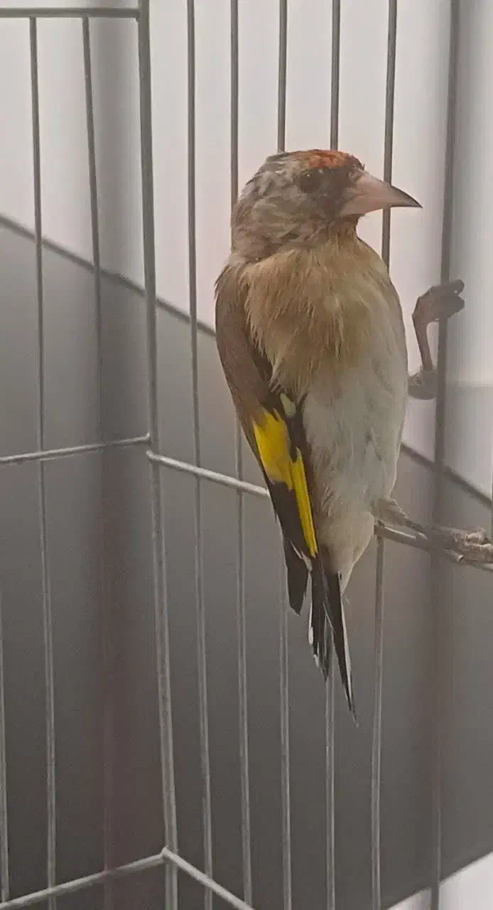 فروش سهره|پرنده|بن, |دیوار