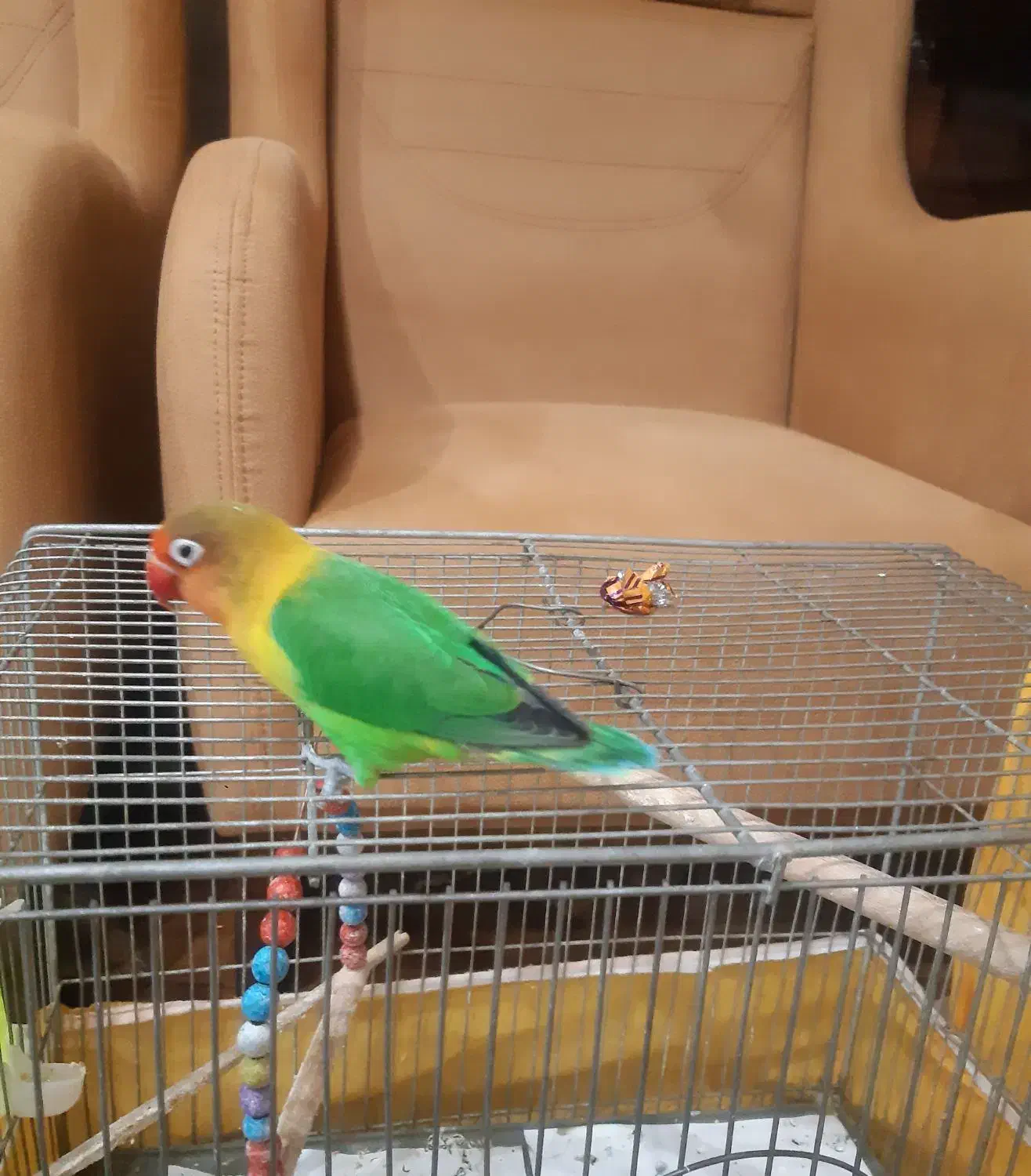 طوطی کوتوله برزیلی نربالغ|پرنده|اصفهان, شیخ اشراق|دیوار