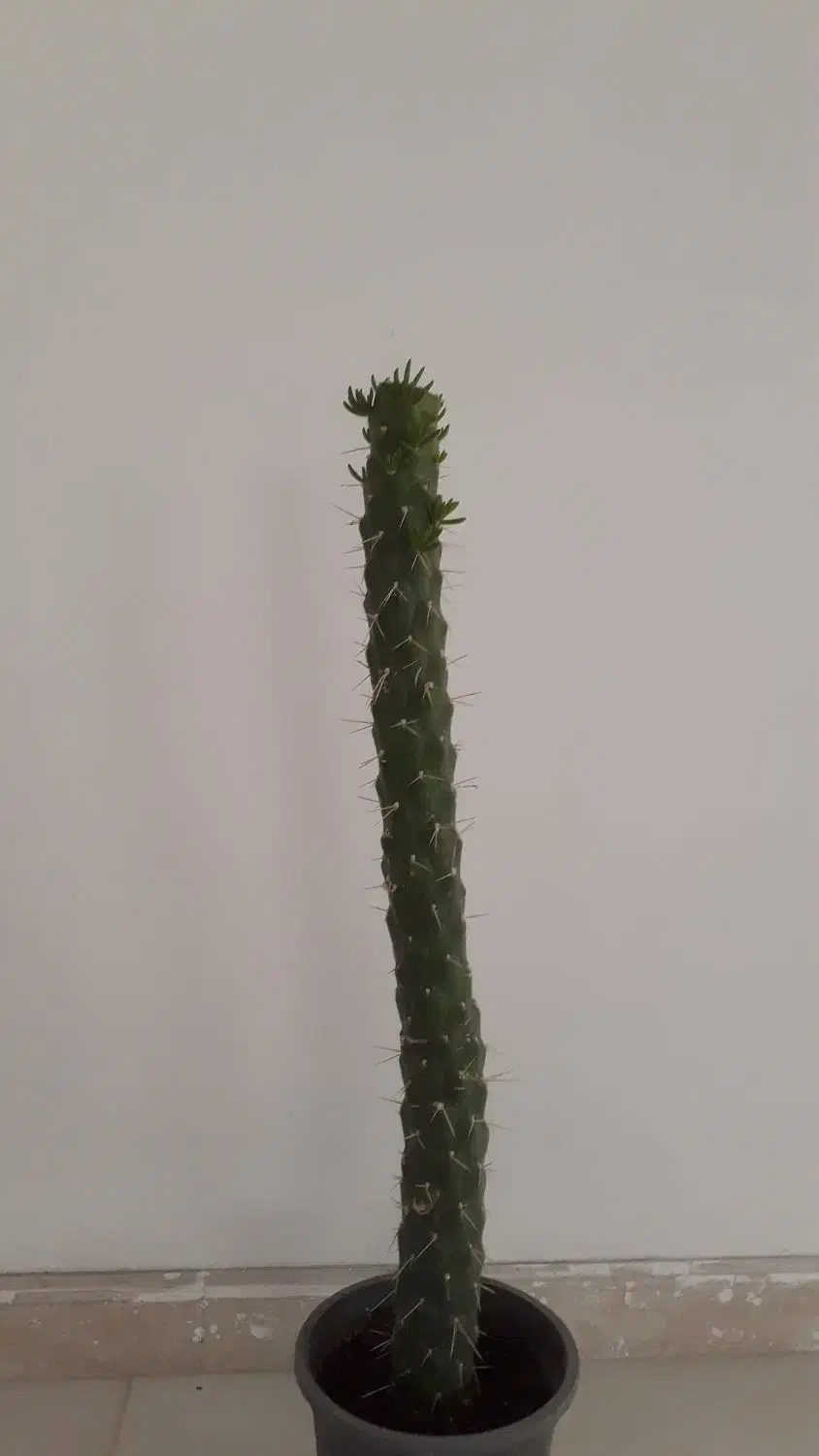 گل سریوس|گل و گیاه طبیعی|بسطام, |دیوار