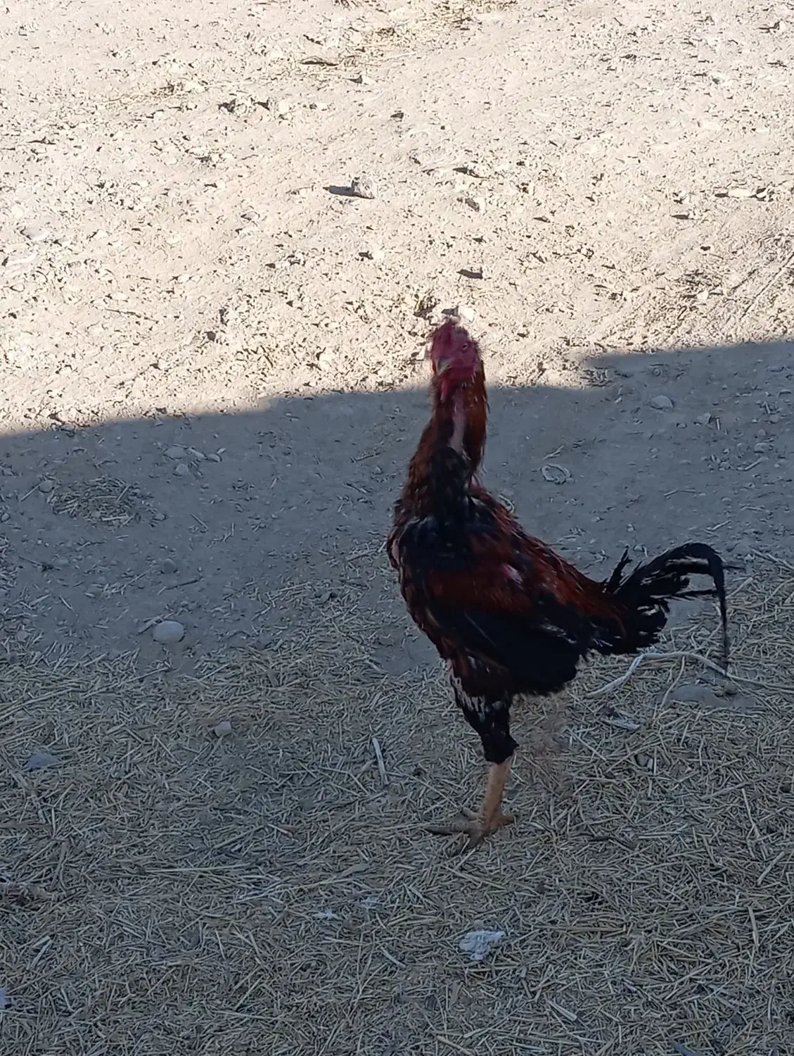 خروس لاری12ماهه بدونه مریضی|حیوانات مزرعه|تکاب, |دیوار