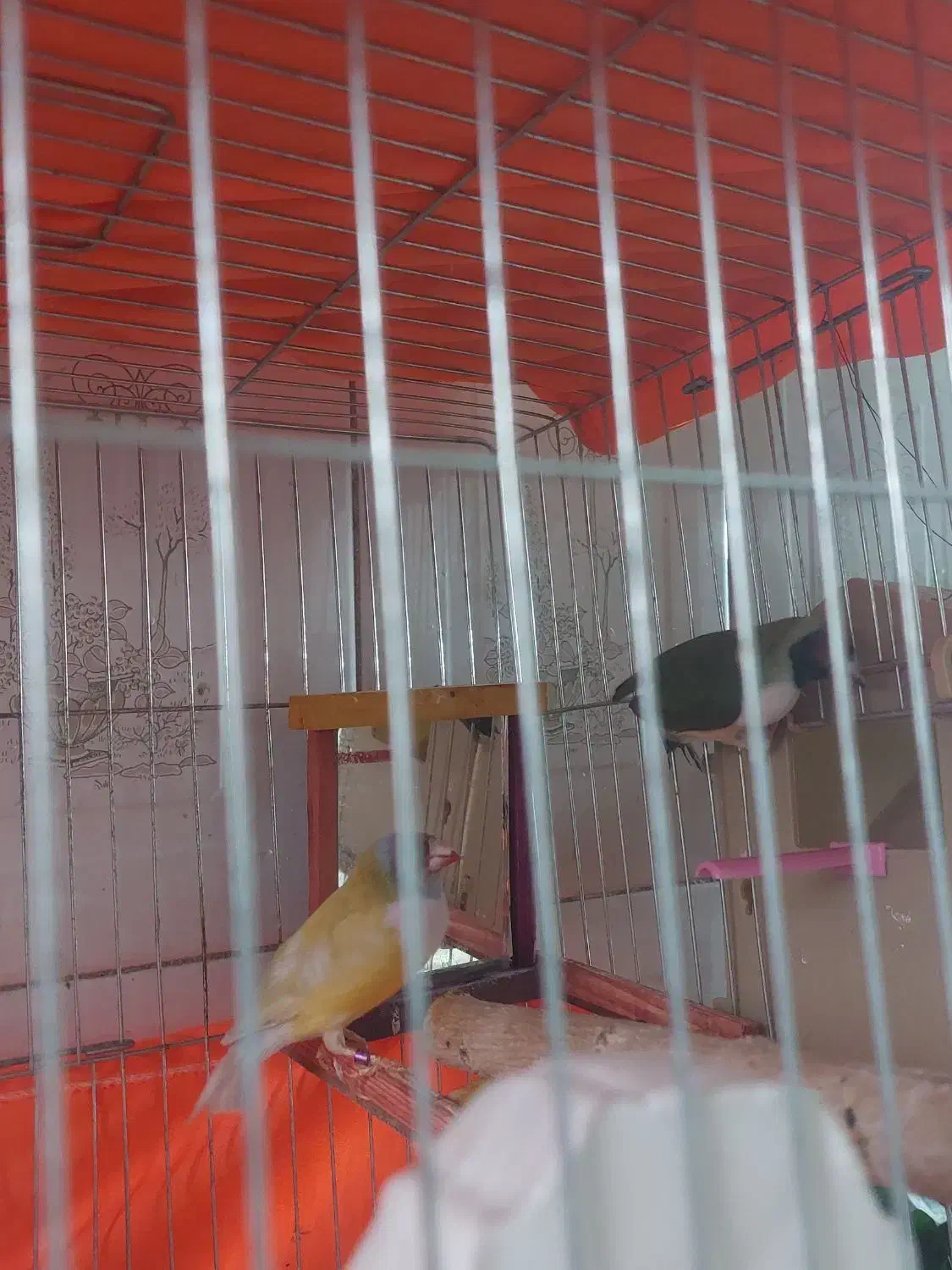 فنچ گلدین|پرنده|تهران, شهمیرزادی|دیوار