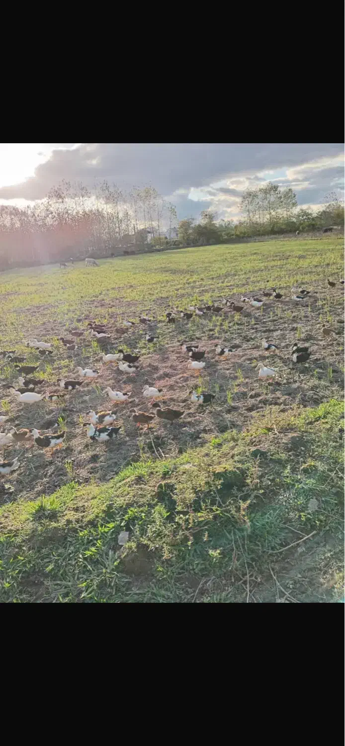 اردک زنده سرحال باقیمت عالی توافقی|حیوانات مزرعه|رشت, فخب|دیوار