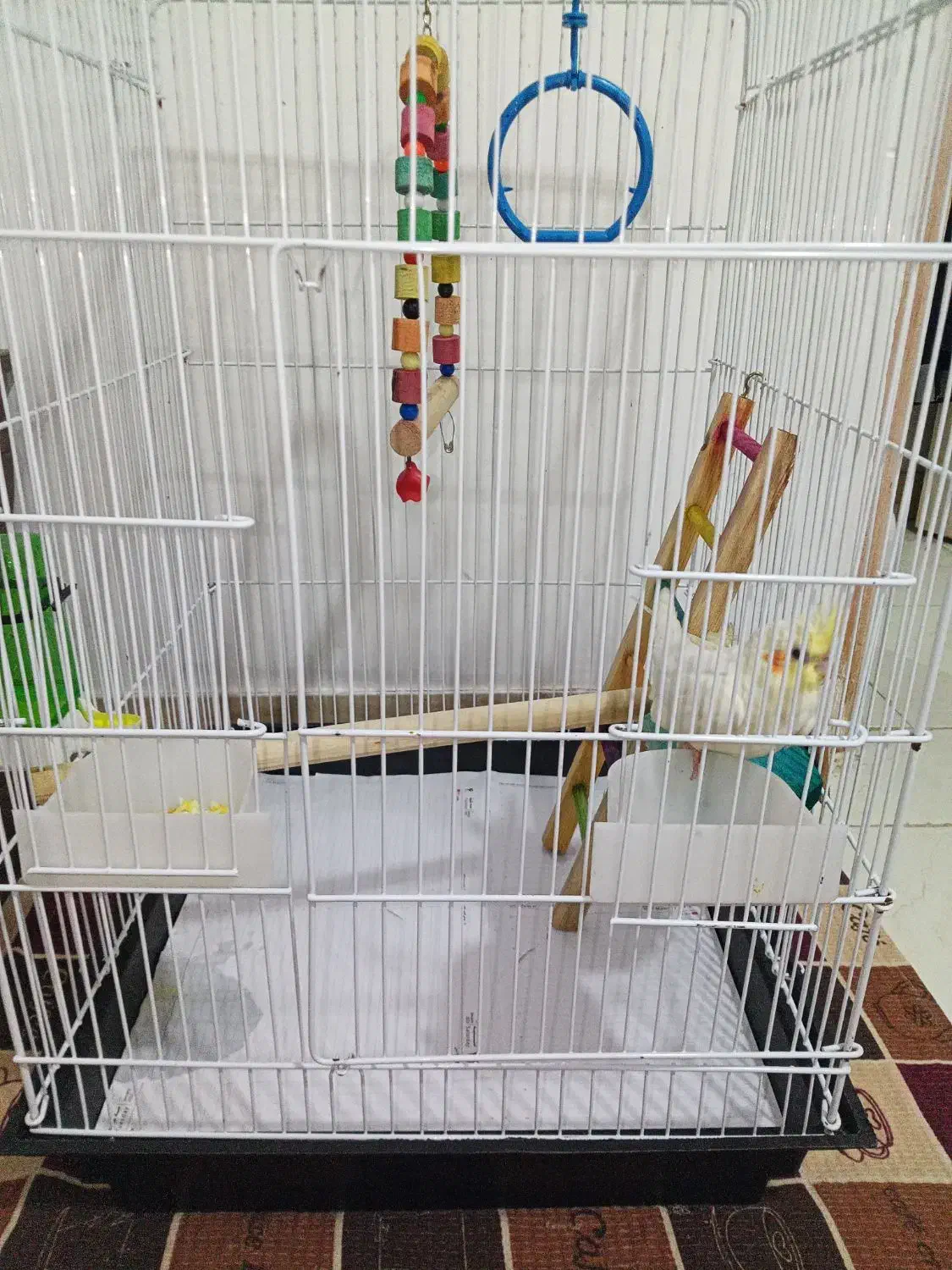 عروس هلندی|پرنده|رودسر, |دیوار