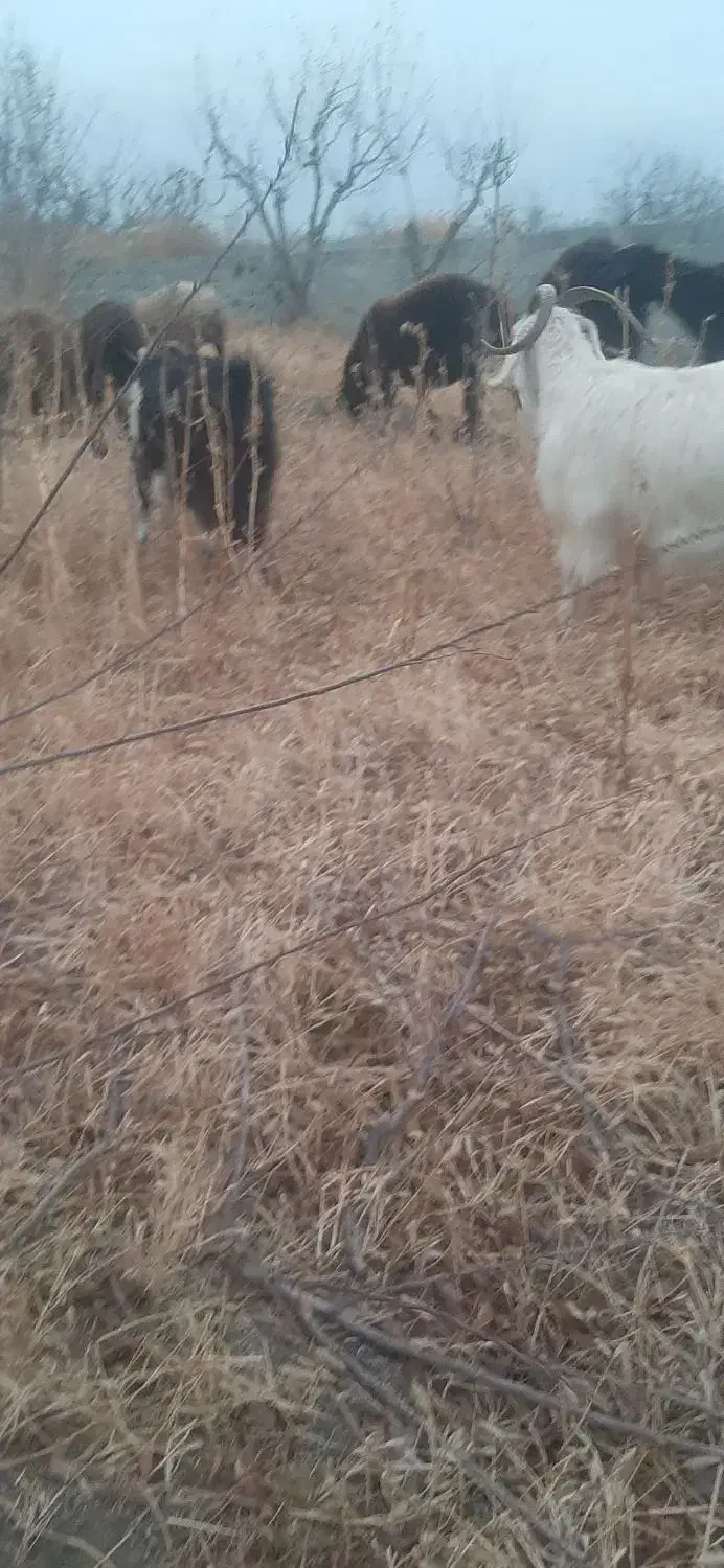 بز بزغاله|حیوانات مزرعه|هشتگرد, ایقربلاغ|دیوار