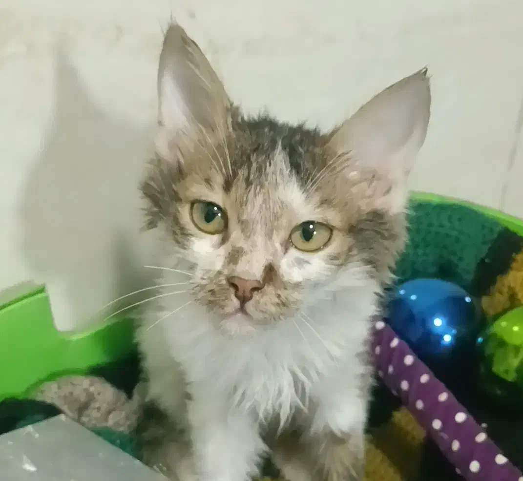 گم شده،لوسی ،|گربه|شاهینشهر, ۹ دی|دیوار