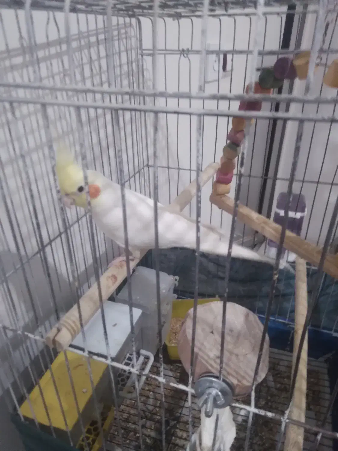 عروس هلندی|پرنده|شهریار, شهریار|دیوار