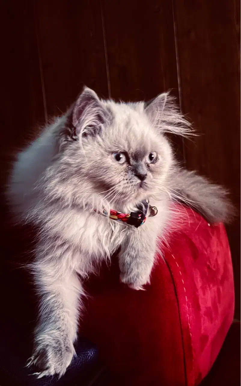 هیرا گربه نر پرشین خالص آیس بلو|گربه|تهران, پرستار|دیوار