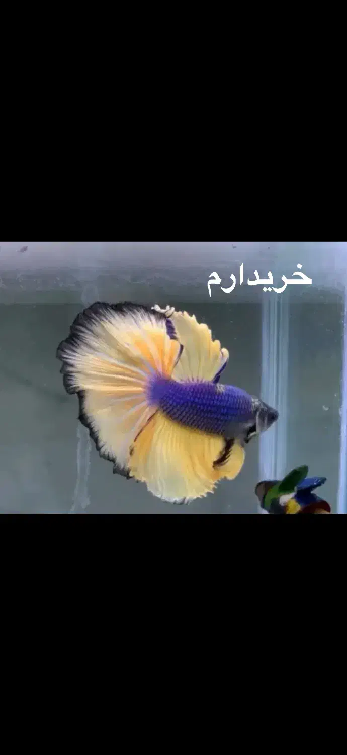 ماهی فایتر و انواع|ماهی|بجنورد, |دیوار