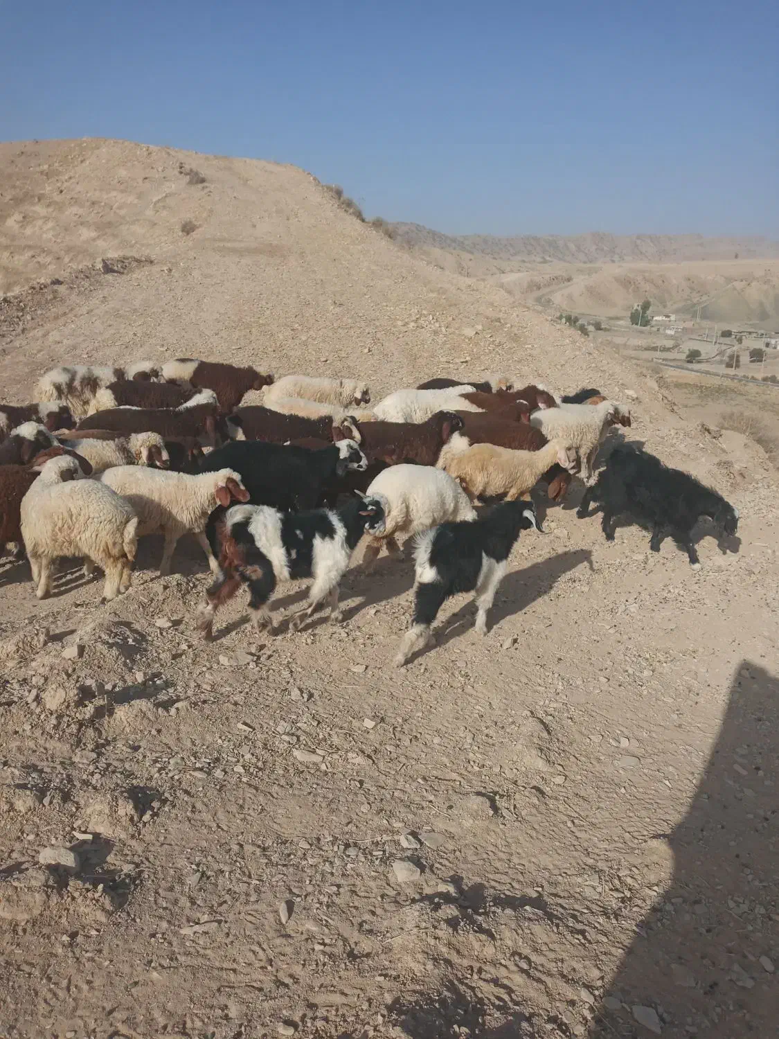 بره چاق وثابت باب کشتار|حیوانات مزرعه|کرمانشاه, |دیوار