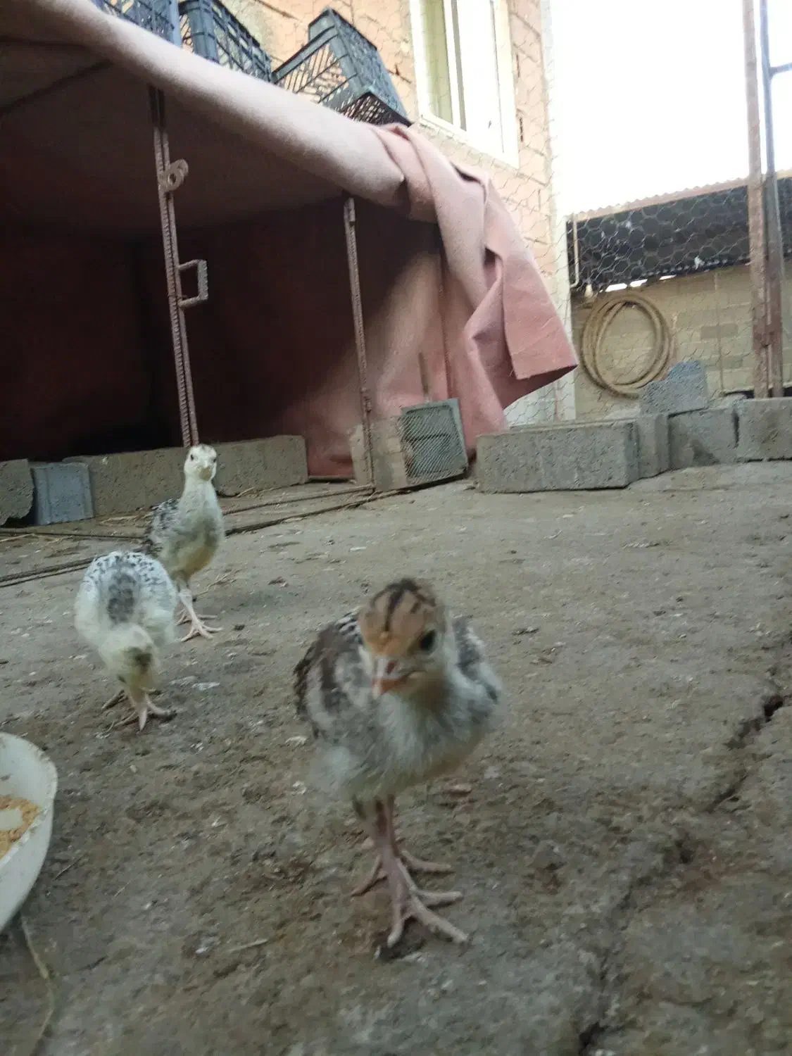 جوجه بوقلمون و جوجه غاز و بوقلمون|حیوانات مزرعه|جویبار, |دیوار