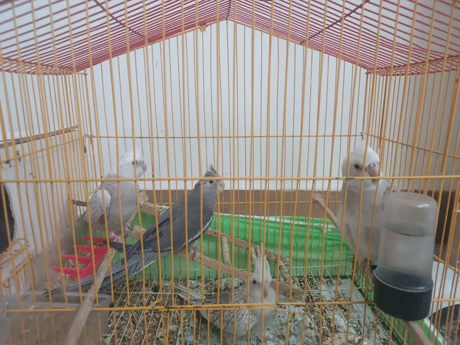 عروس هلندی|پرنده|بجنورد, |دیوار