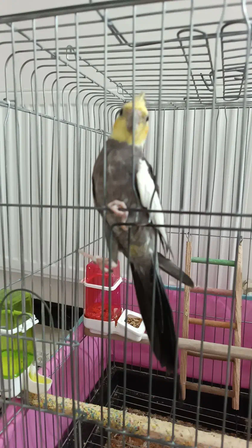 عروس هلندی نر سخنگو|پرنده|پاکدشت, پاکدشت (مامازند)|دیوار