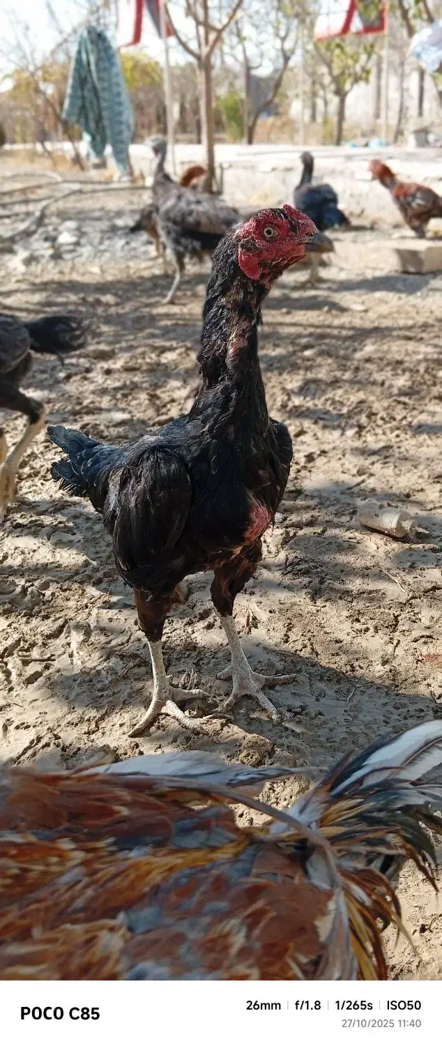 تخم مرغ نطفه دار لاری|حیوانات مزرعه|کرج, پیشاهنگی|دیوار