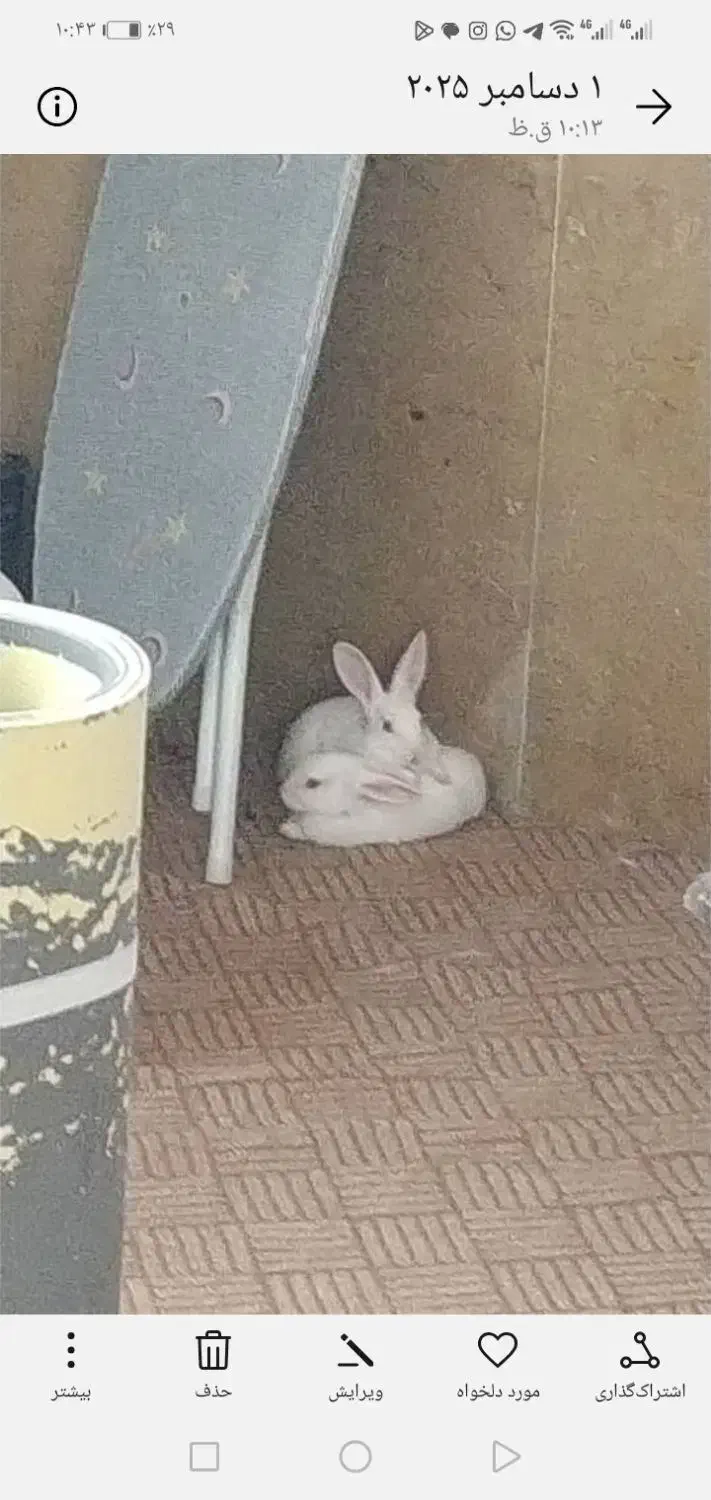 چند عدد بچه خرگوش|موش و خرگوش|جهرم, |دیوار