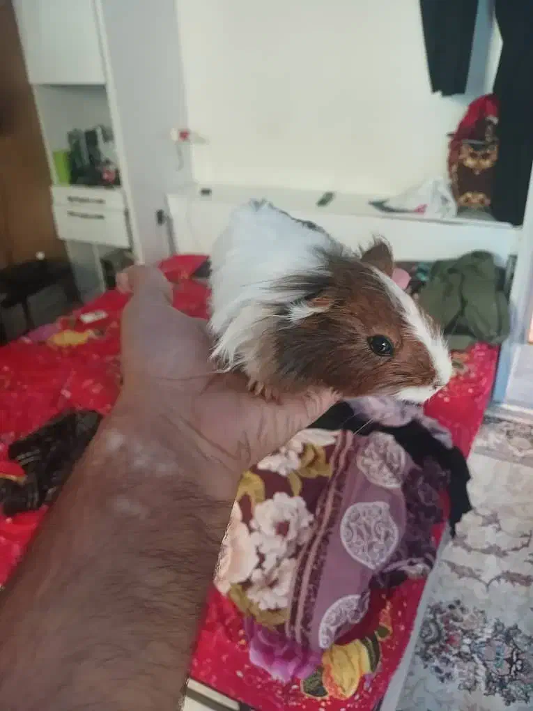 اهدائی|موش و خرگوش|تهران, دولتخواه جنوبی|دیوار