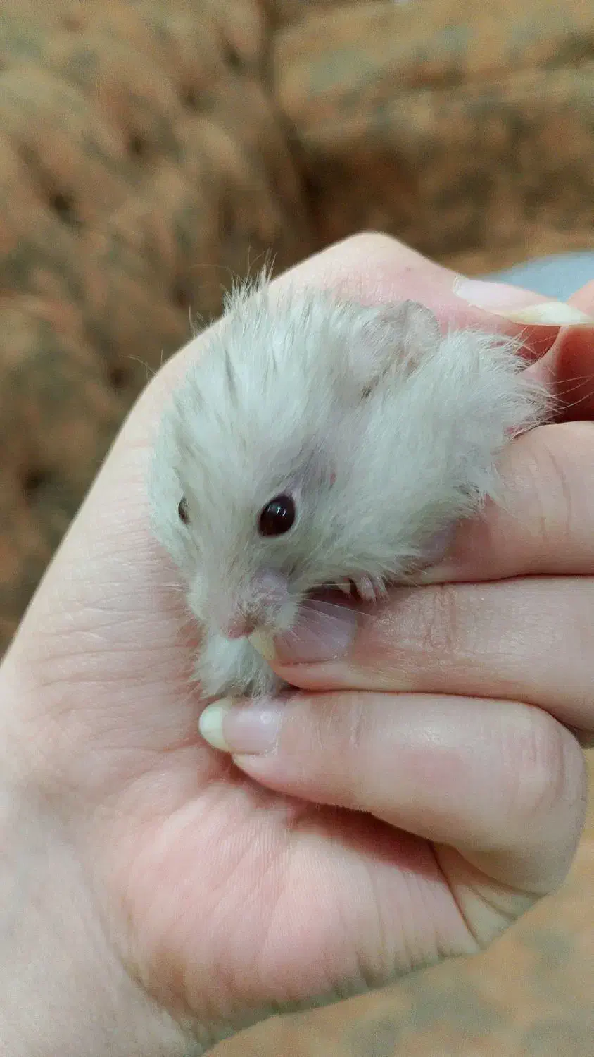 فروش همستر( فوری)|موش و خرگوش|یزد, |دیوار