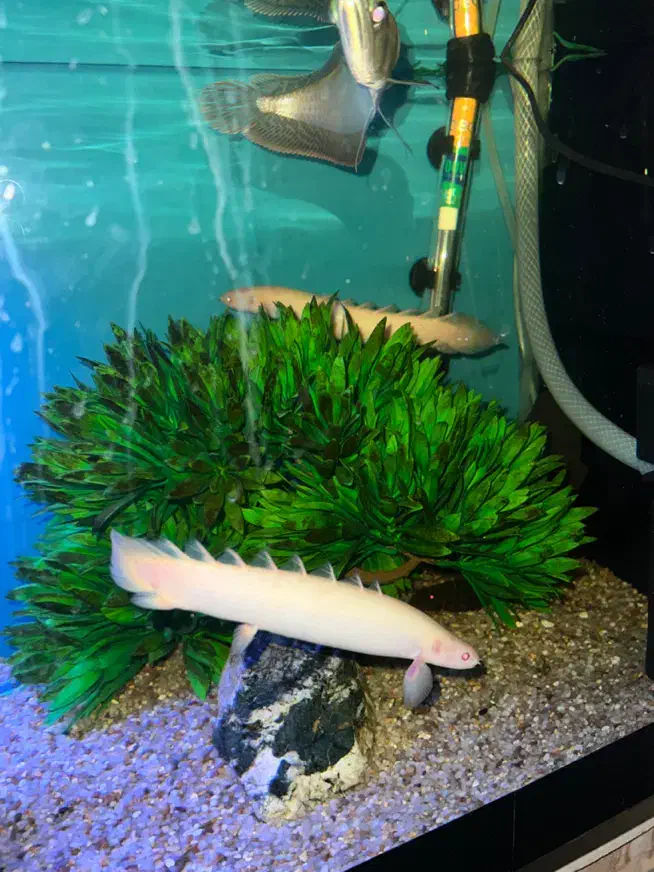 2عدد ماهی پولی آلبینو|ماهی|تربت‌حیدریه, ۴۵ متری|دیوار