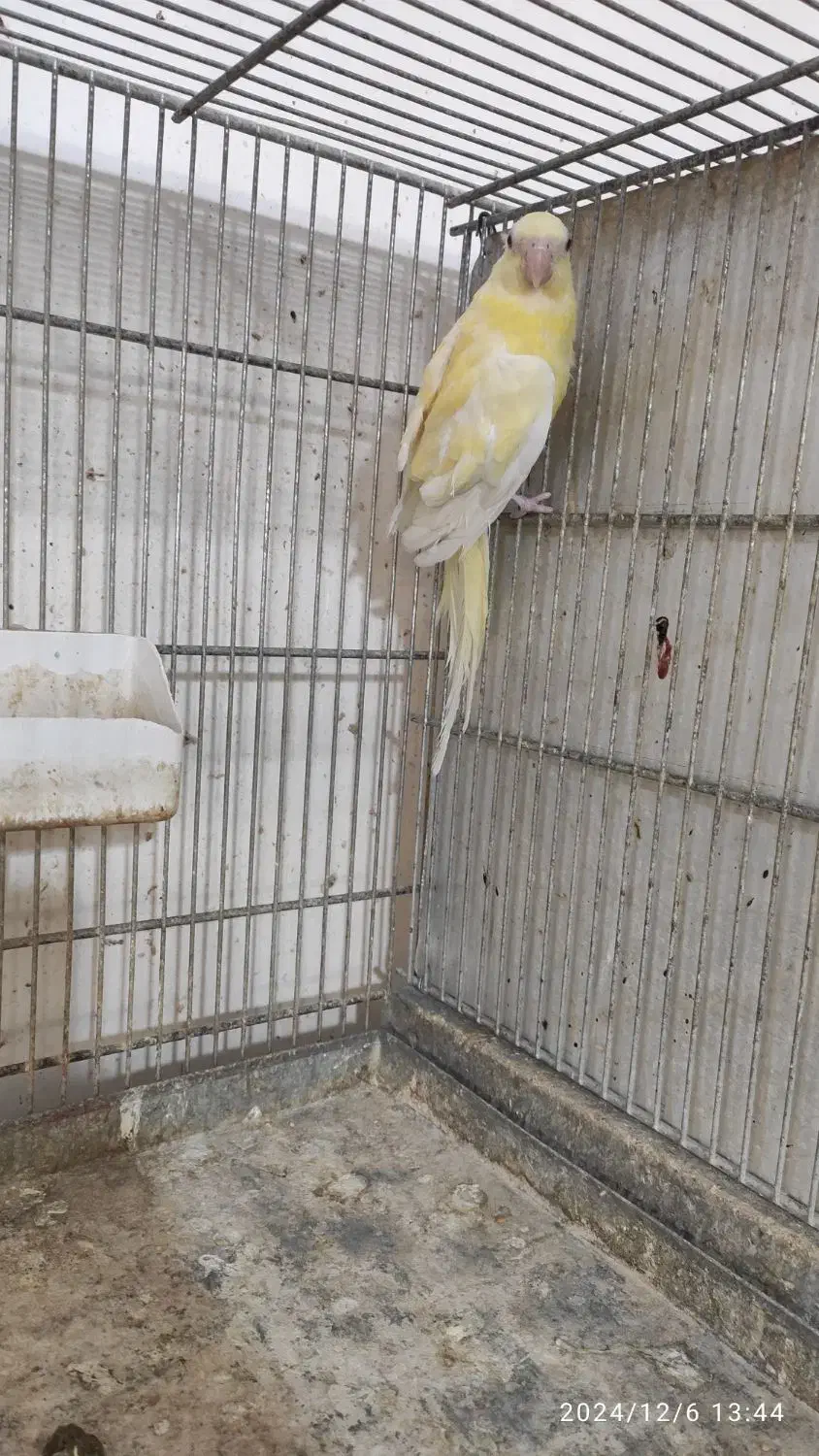 طوطی اوازه خوان ماده زرد روی تخم|پرنده|کاشان, شهرک امیرالمومنین|دیوار