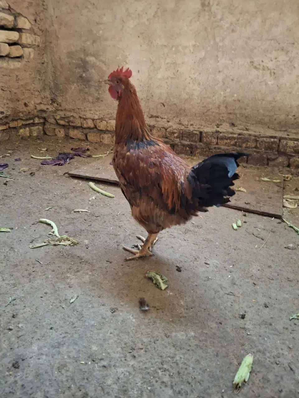 خروس جوان|حیوانات مزرعه|خمینی‌شهر, |دیوار